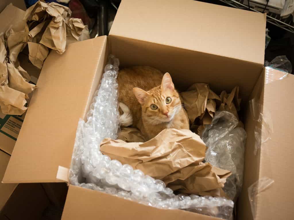 cat in moving box