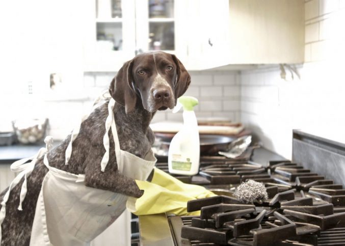 Dog cleaning shop