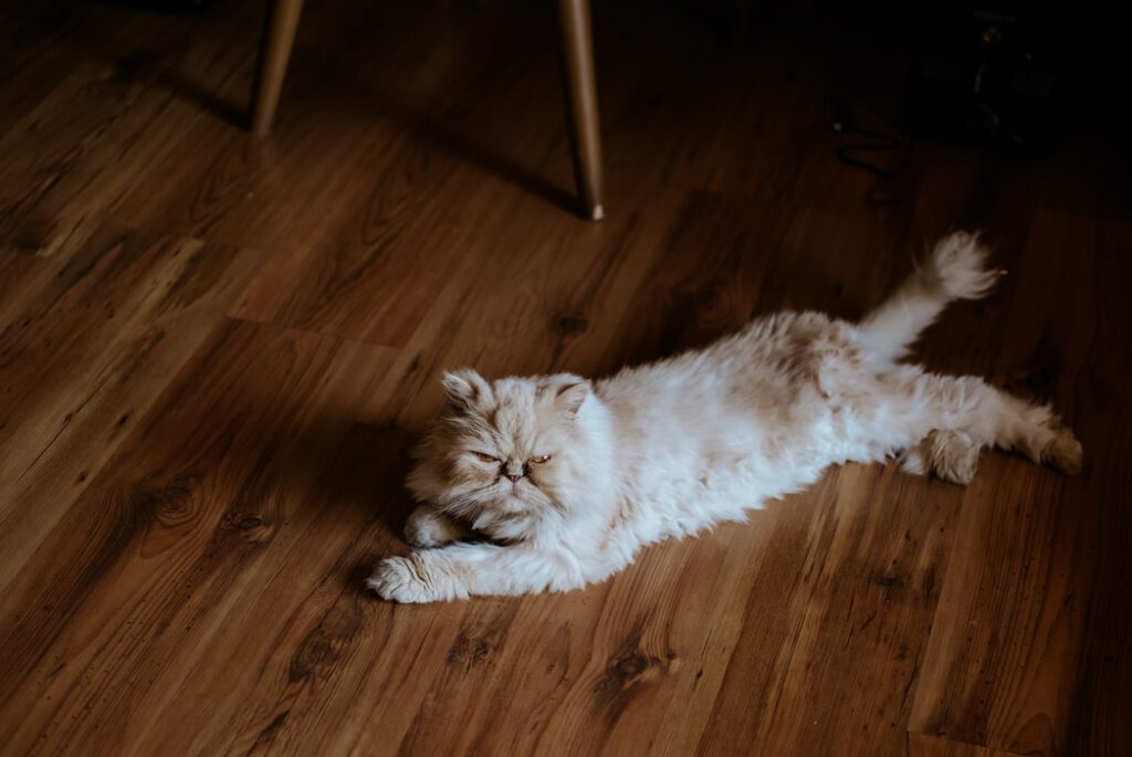 hardwood floors cleaning