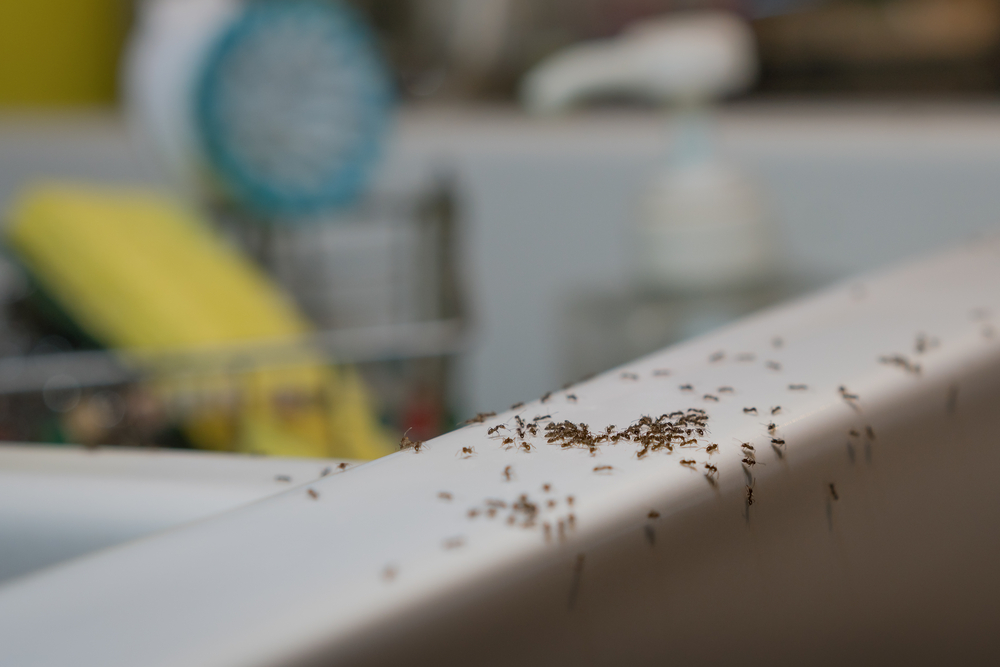11 Ways To Get Rid Of Ants In The Kitchen White Glove Cleaner
