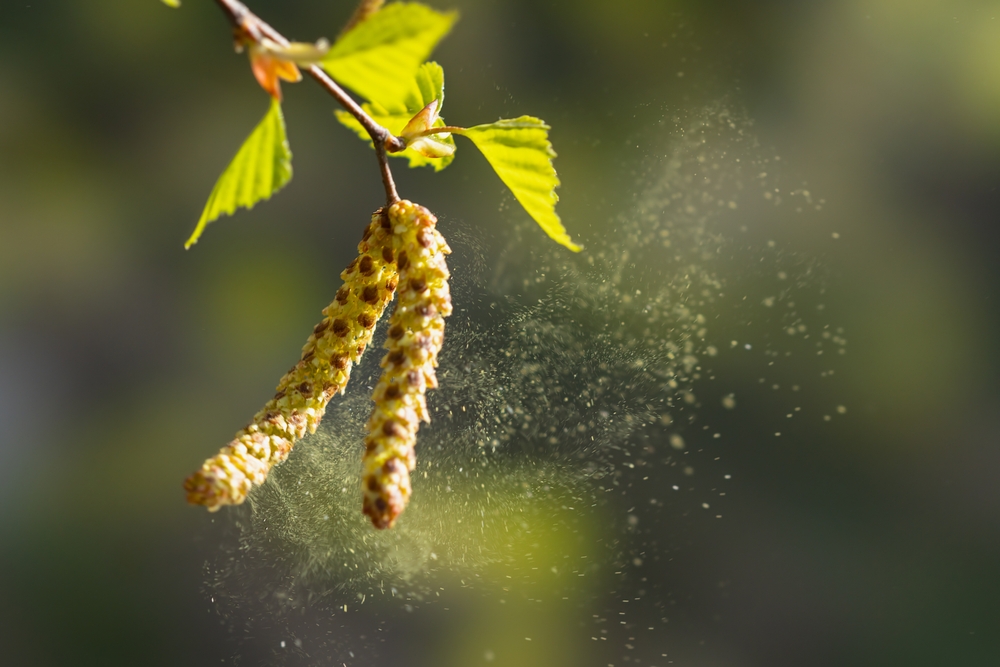 pollen